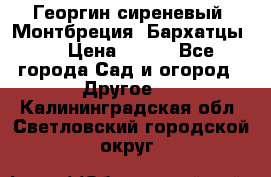 Георгин сиреневый. Монтбреция. Бархатцы.  › Цена ­ 100 - Все города Сад и огород » Другое   . Калининградская обл.,Светловский городской округ 